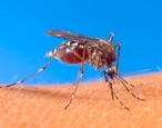 https://vectorbiology.tamu.edu/wp-content/uploads/sites/6/2016/06/757px-Aedes_aegypti_biting_human.jpg